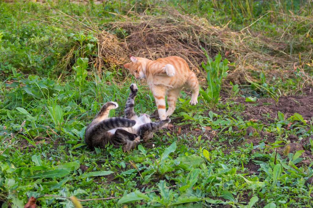 evitar peleas entre gatos