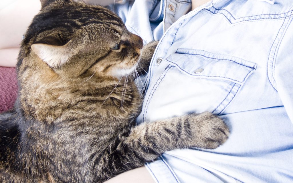 mujeres embarazadas y gatos