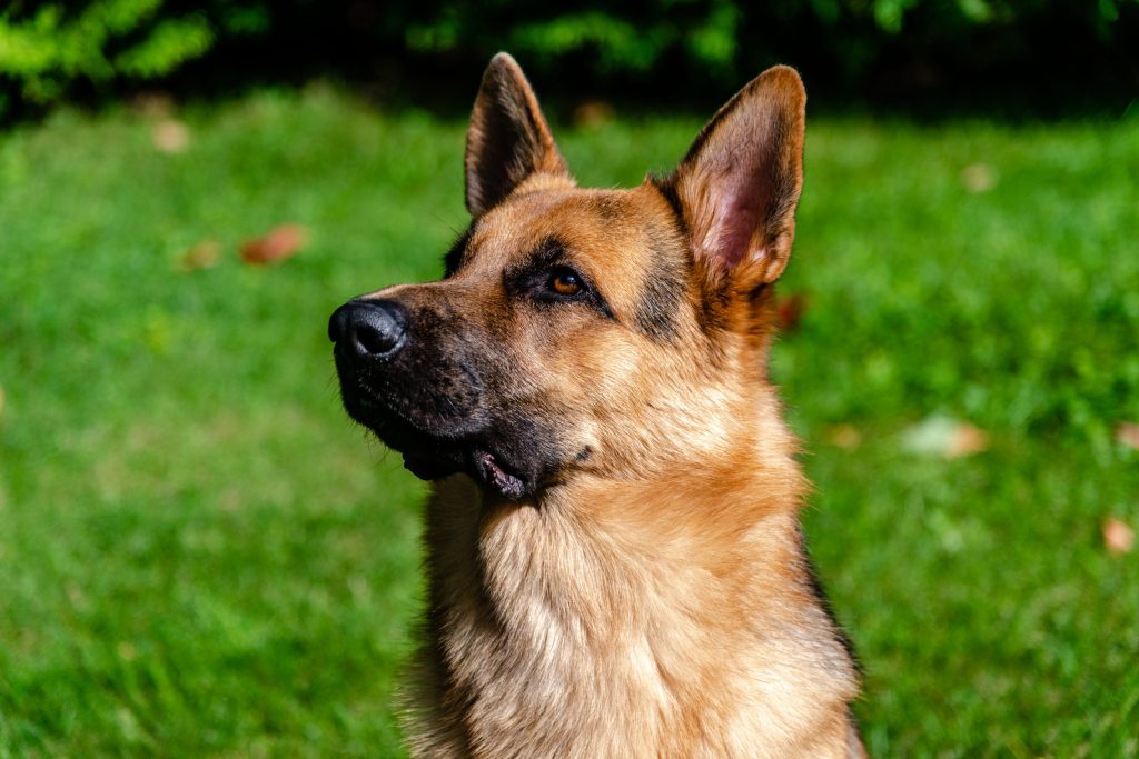 pelo perro verano