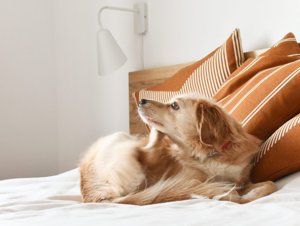 perro con garrapatas