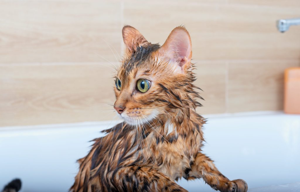 La zona de bañeras, la más esencial - Mascotas