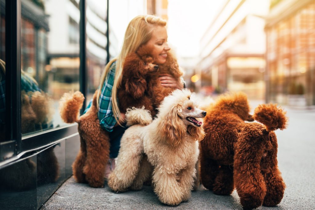 razas de perro familiares