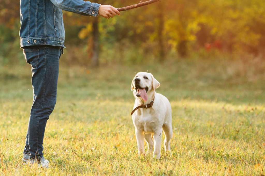 razas de perros guardianes