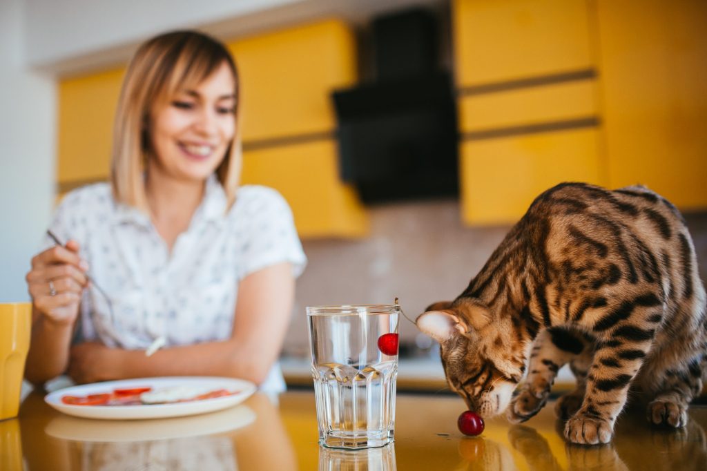 mujeres embarazadas y gatos