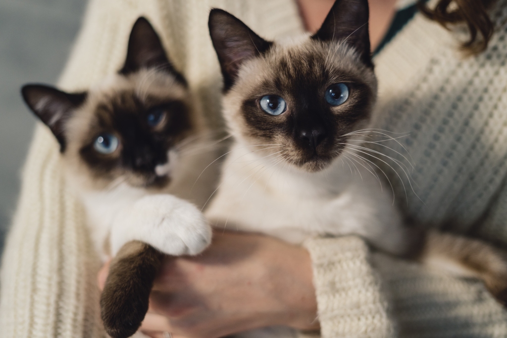 socialización felina