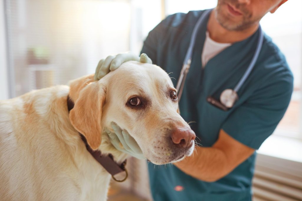 cuanto cuesta vacunar a un cachorro en irlanda