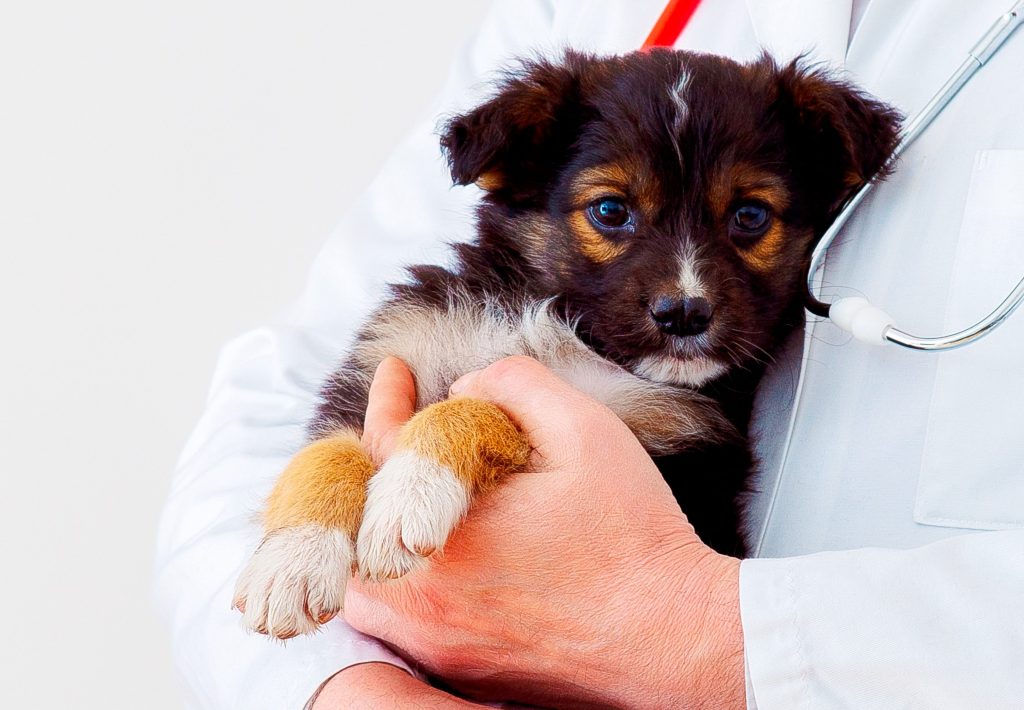 vacunar a tu perro veterinario
