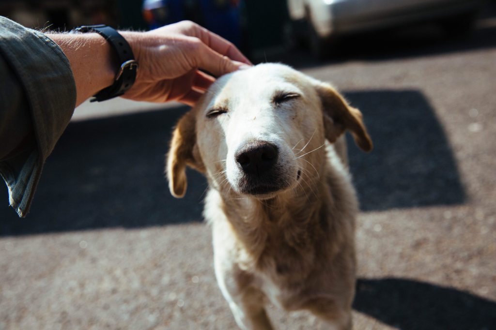 parásitos perros