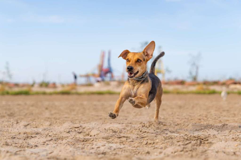 Cómo hacer un kong casero para perros ansiosos, Paso a paso