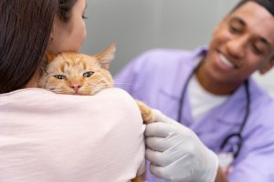 Enfermedades infecciosas en las mascotas