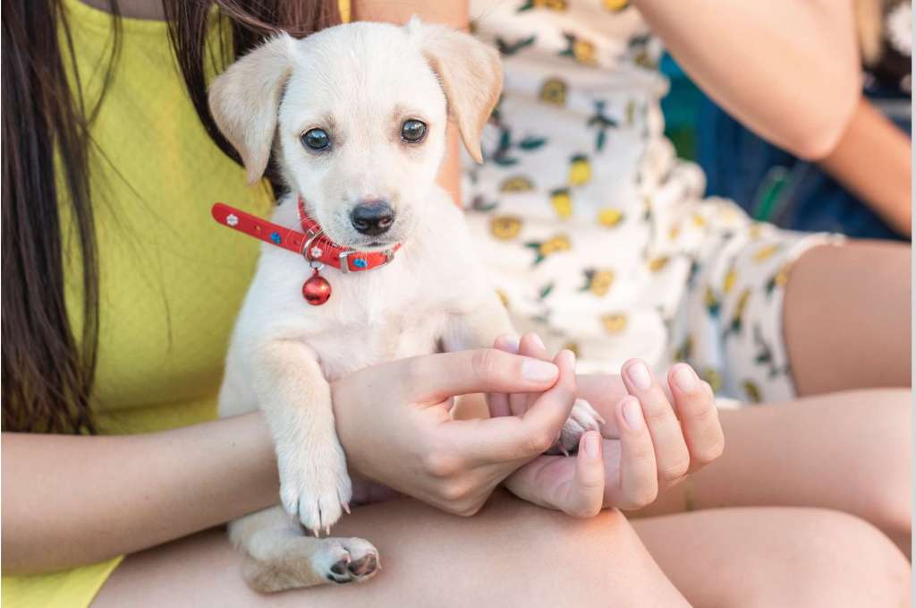 CÓMO ENSEÑAR A TU CACHORRO A HACER DEL BAÑO EN EL TAPETE