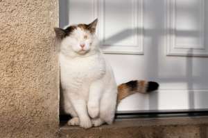 evitar gato escape jardín de tu casa