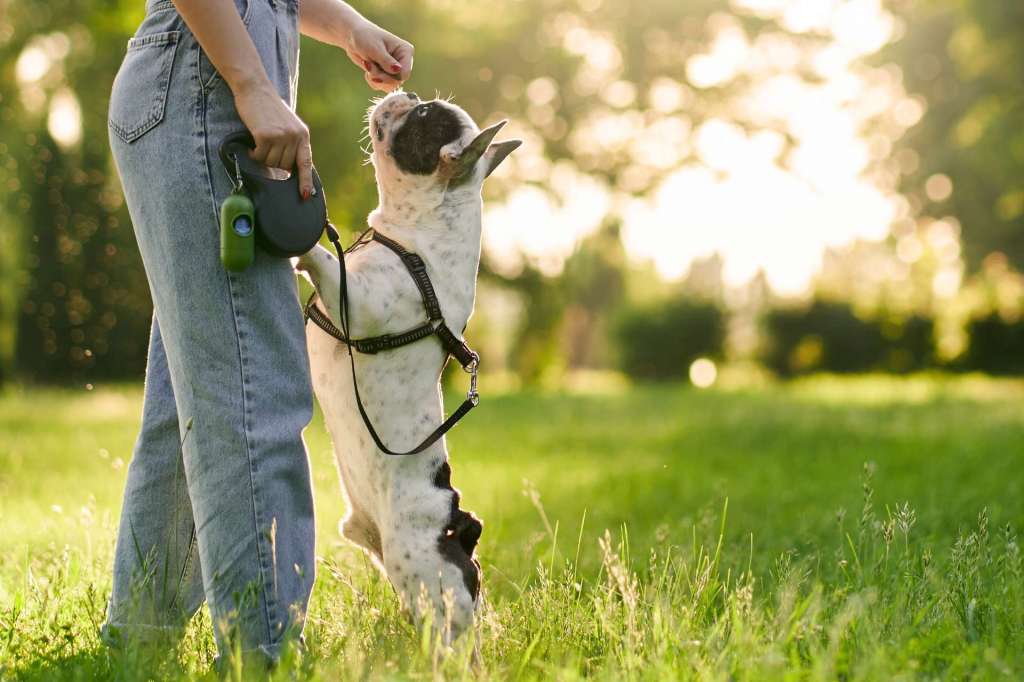 Cómo elegir el cinturón de seguridad para perros más apropiado?