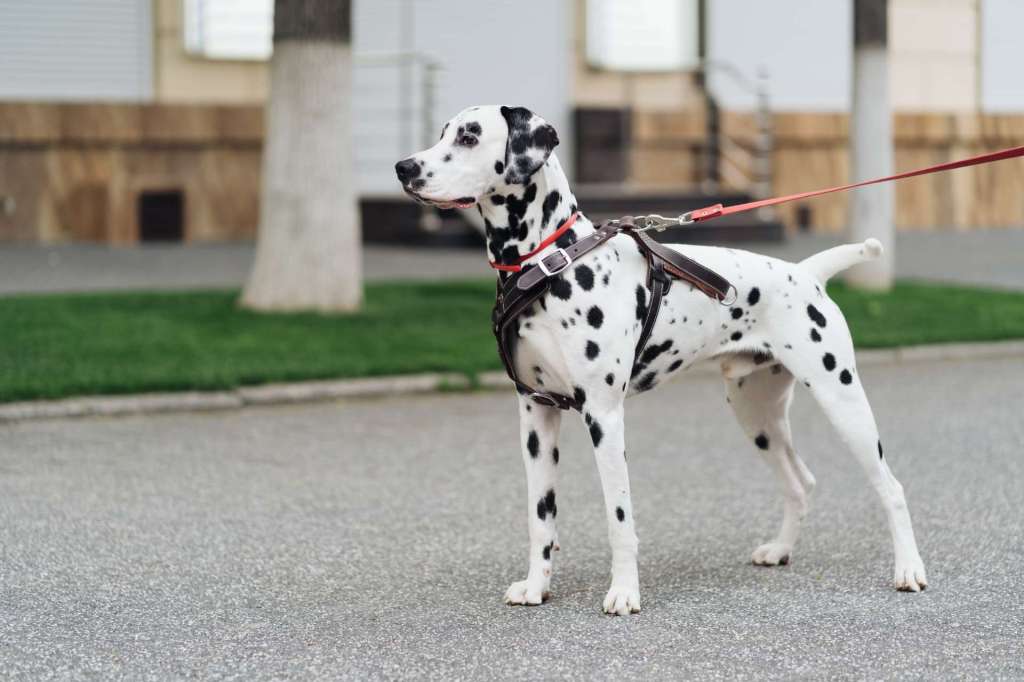 Cómo elegir el cinturón de seguridad para perros más apropiado?