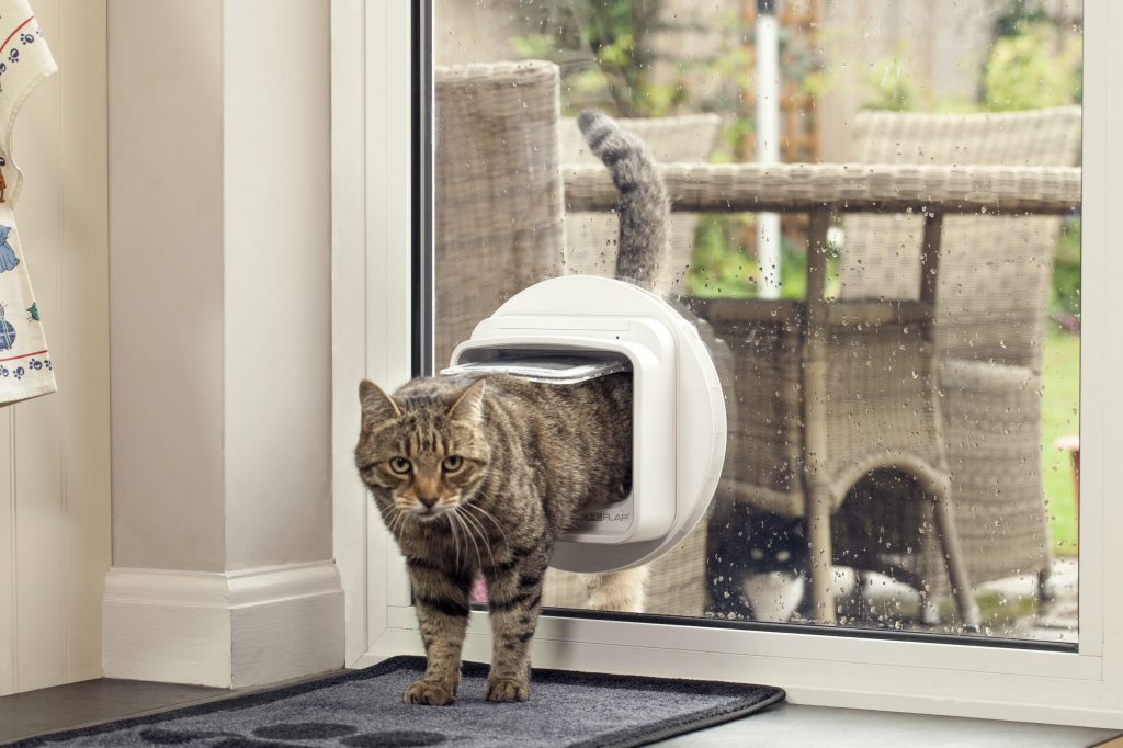 como hacer para que un gato no se escape de tu casa