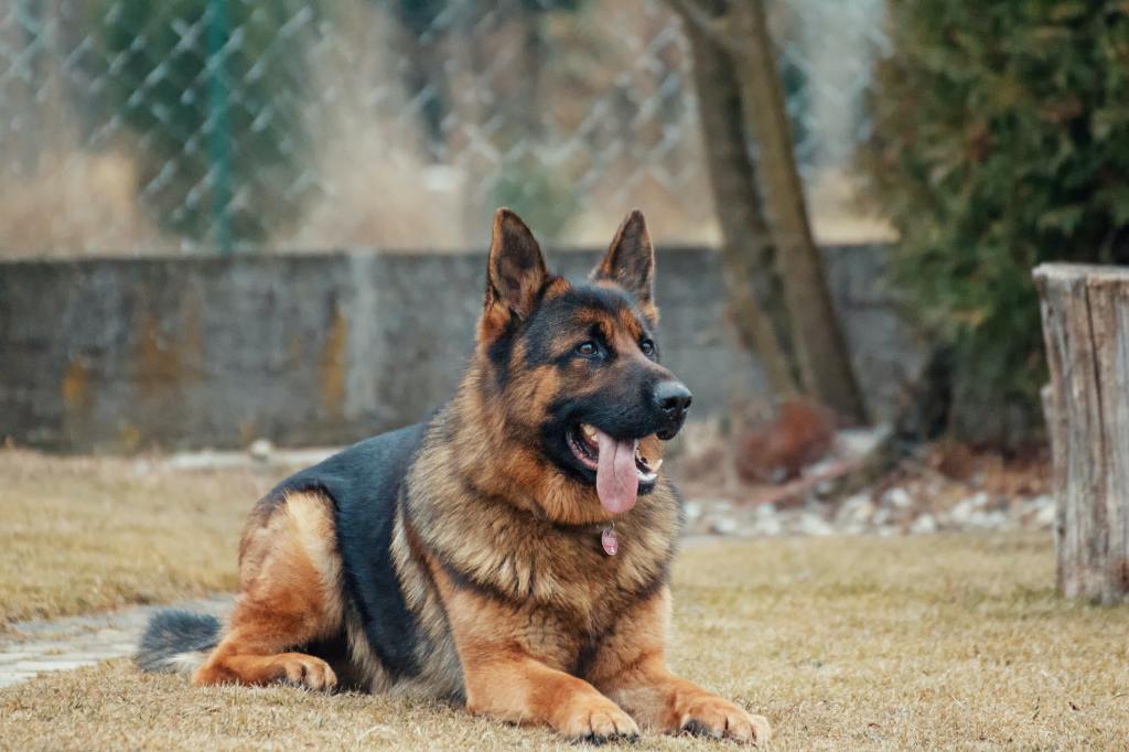 Cómo deben de ser las jaulas para perros?