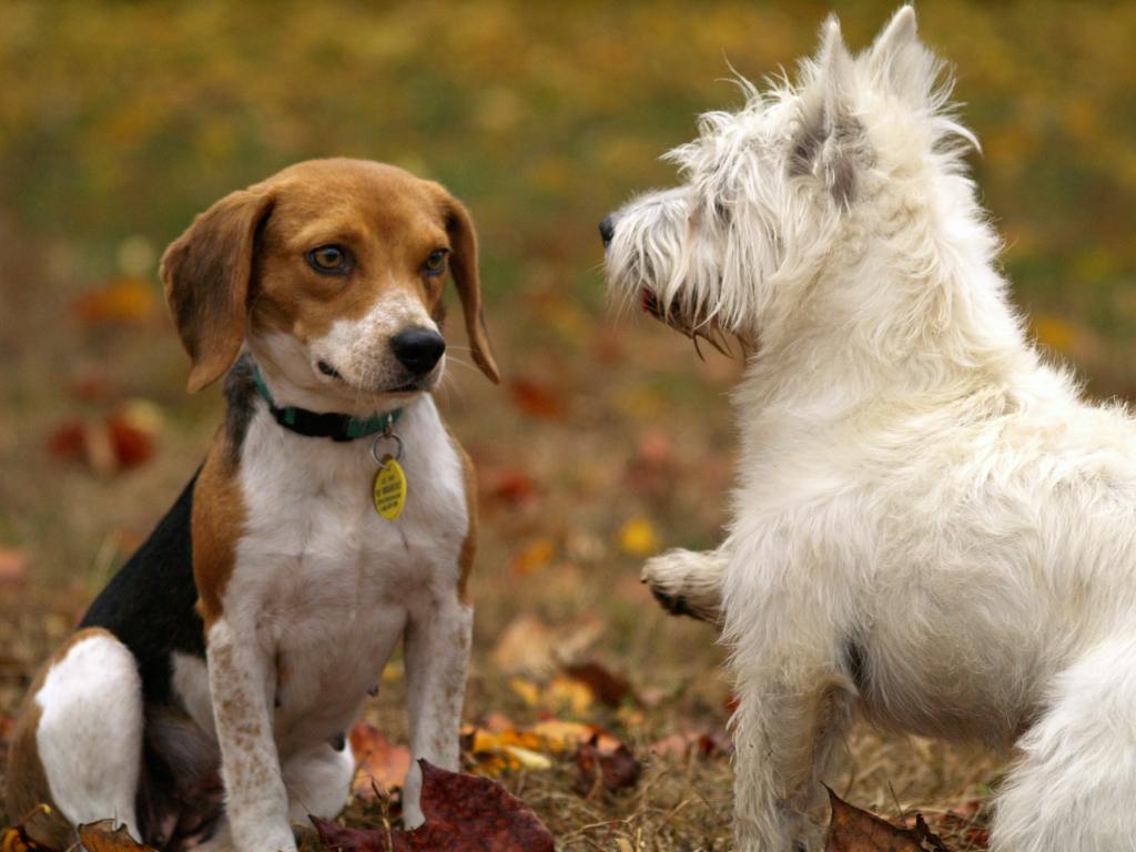 cuanto tiempo debo tener a mi cachorro en una jaula