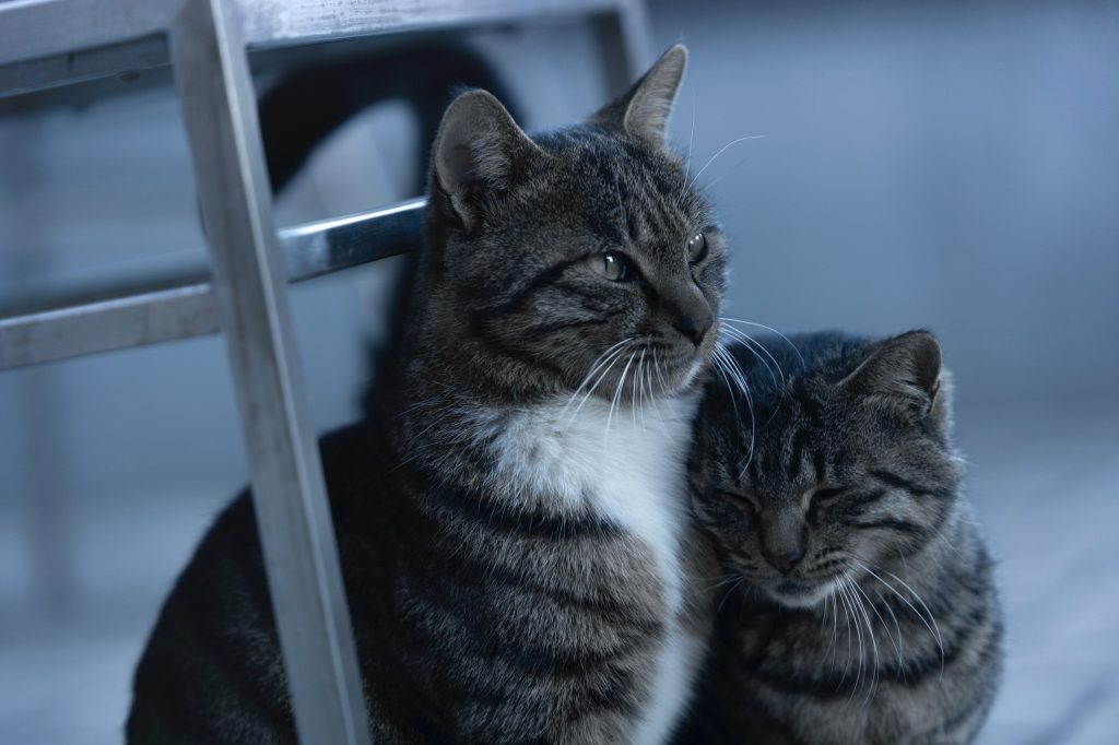 REMEDIOS CASEROS Para Curar La SARNA En GATOS