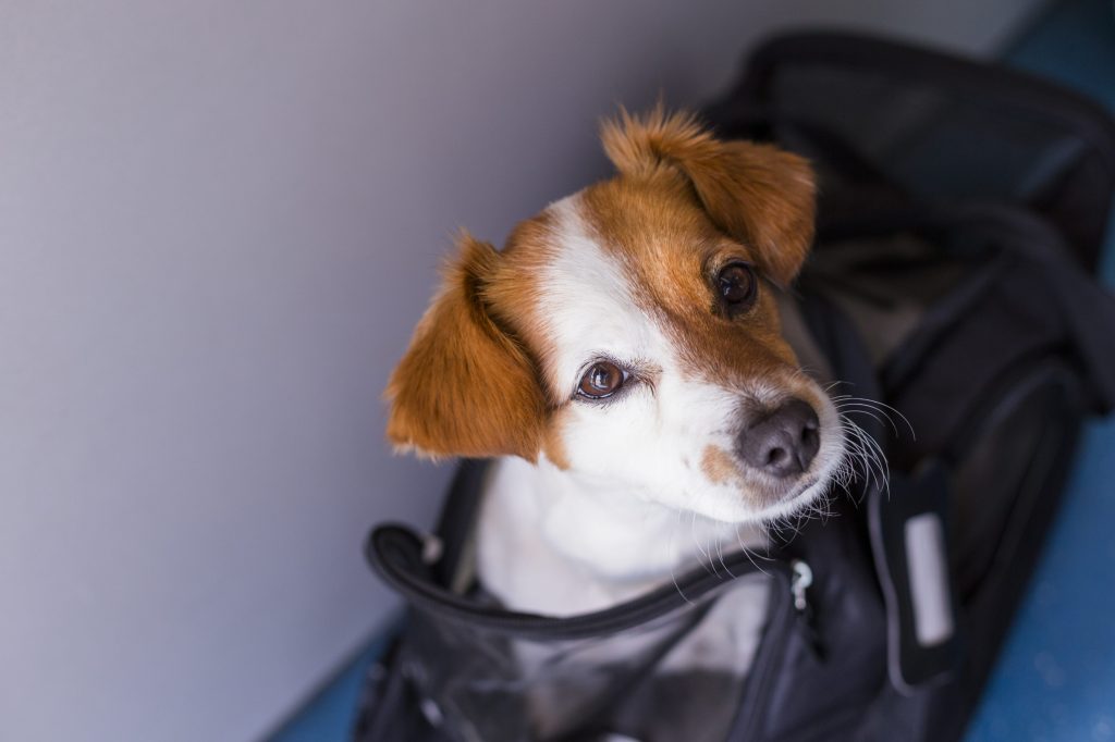 cuanto cuesta un pasaporte para perros en estados unidos