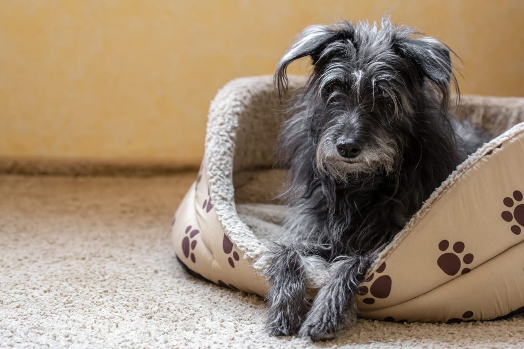 7 razones por las que necesitas una cama de perro con funda