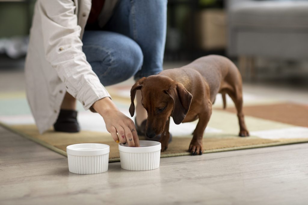 Teckel o perro salchicha, características como mascota