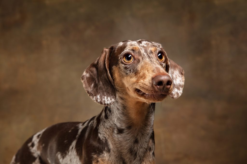 Dachshund o teckel estándar - Características, carácter y cuidados (con  FOTOS)