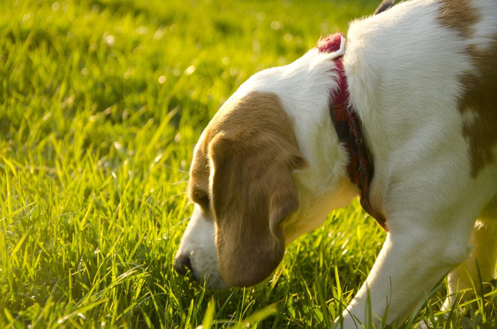 Juegos de olfato para entretener a tu perro en casa