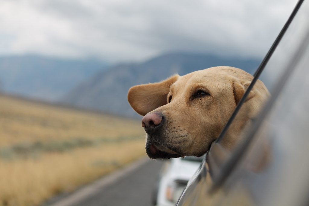 big dog looking out at car window