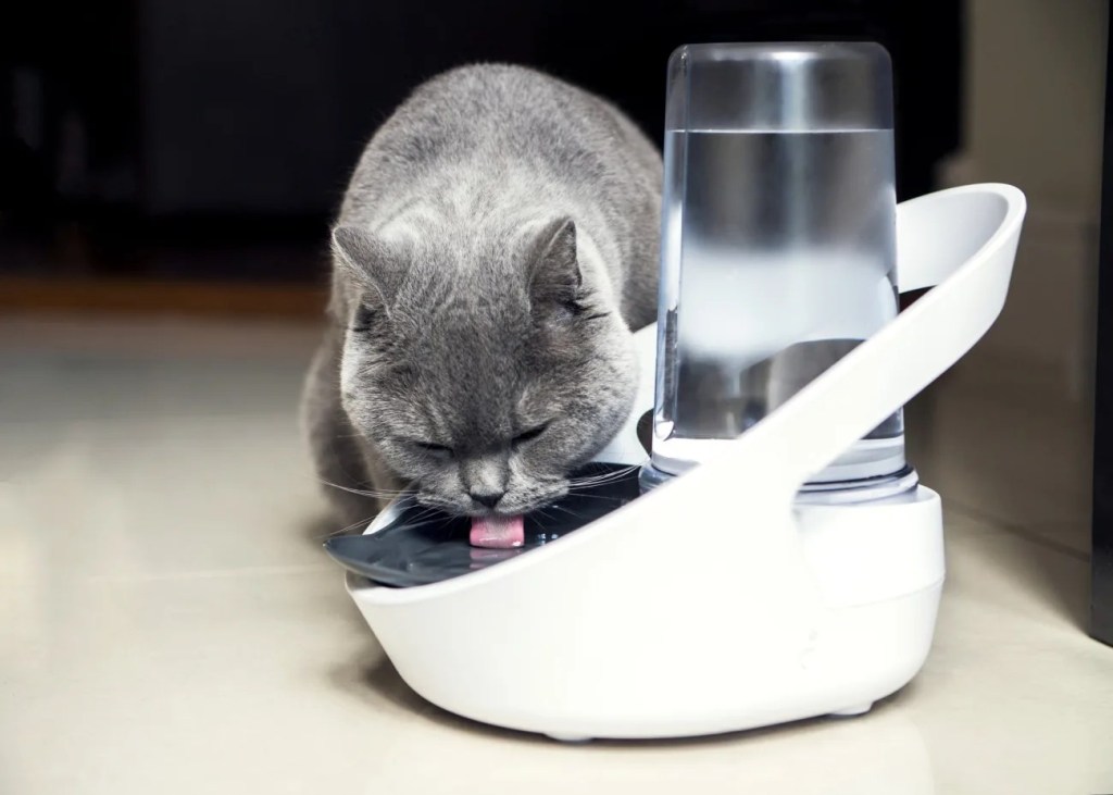 Las mejores fuentes para gatos para beber agua en casa