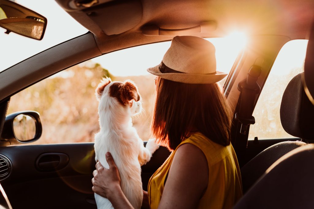 dueño de perro y mascota mirando por la ventana del coche, comoce todo sobre parásitos externos caninos en este artículo