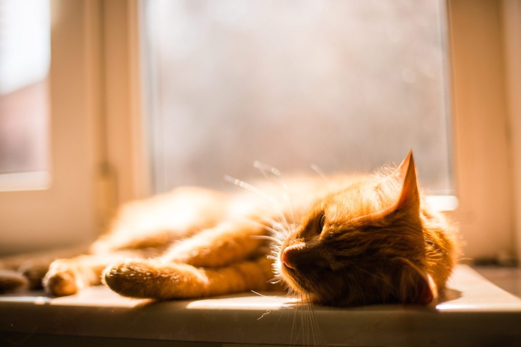 Aumento de las temperaturas y estrés por calor en las mascotas