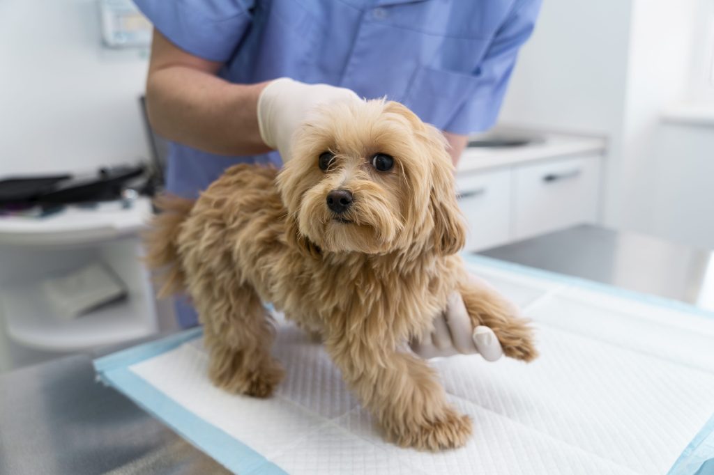 cuanto cuesta vacunar a un cachorro en irlanda