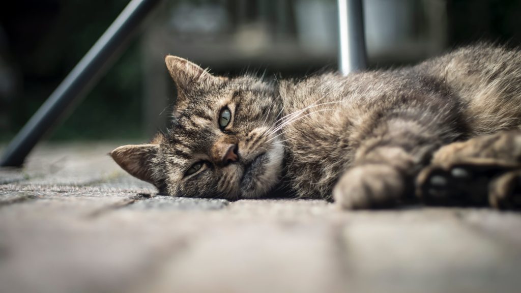 gato en el suelo