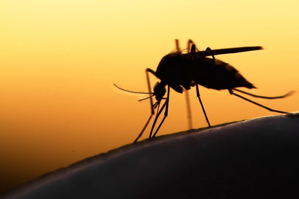 Los mosquitos son una molestia que se encuentra en todo el mundo, especialmente en ambientes cálidos y húmedos como lagos y marismas.