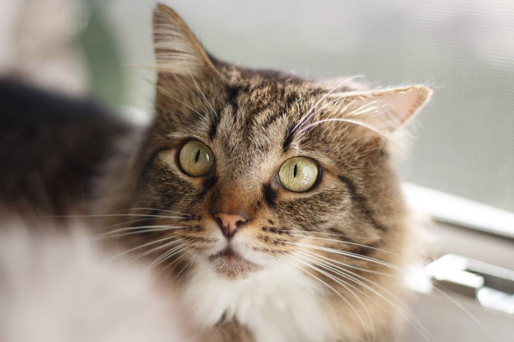 ⭐️ PIES DE GATO ⭐️ No maullan pero son unos buenos trepadores