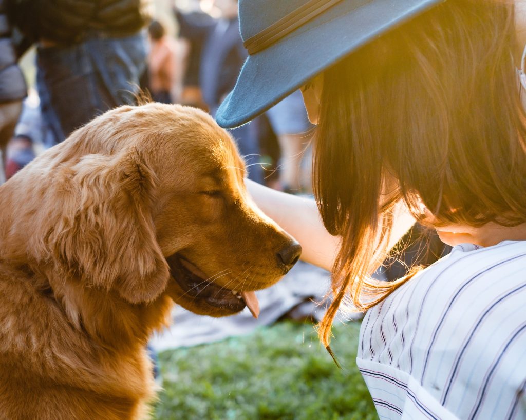 Agotamiento por calor del perro