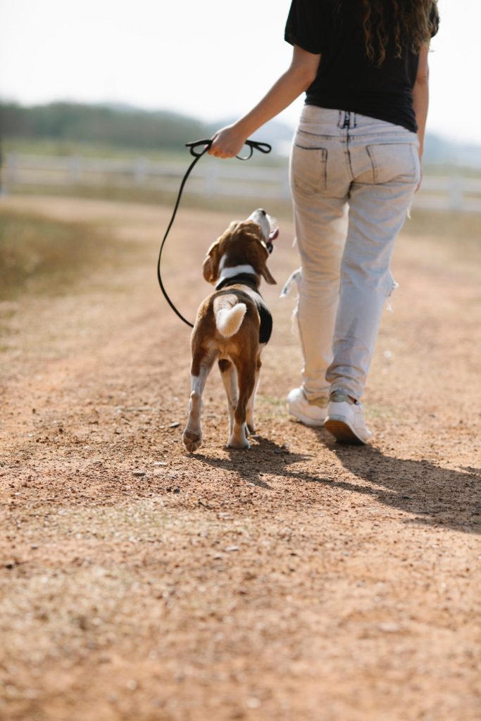 Para que sirve el adiestramiento canino