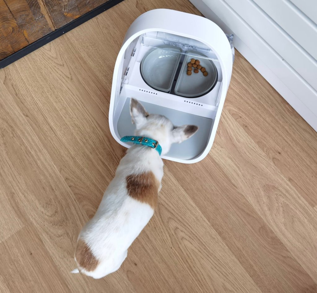 Comederos automáticos para perros y gatos: cuál es la mejor opción