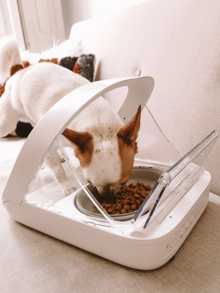 Perro comiendo de un comedero automático surepet care