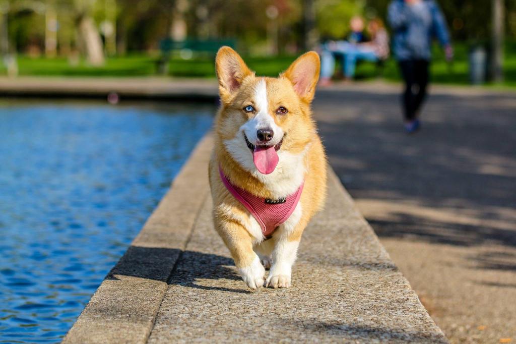 Métodos para desparasitar perros