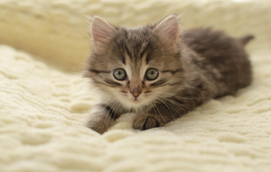 Este arenero inteligente para gatos se limpia el solo y cuesta mucho menos  que los demás