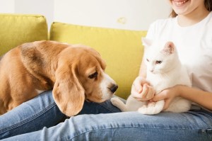 Beagle y gato con dueña de mascota