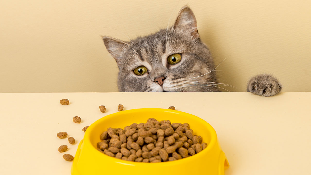 Guías y consejos sobre alimentos para mascotas