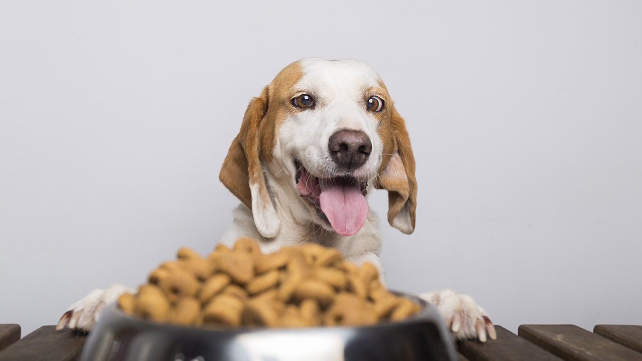 Consejos sobre las dietas de mascotas