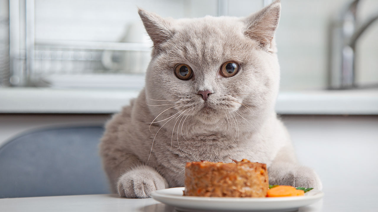 Recetas saludables y deliciosas para mascotas