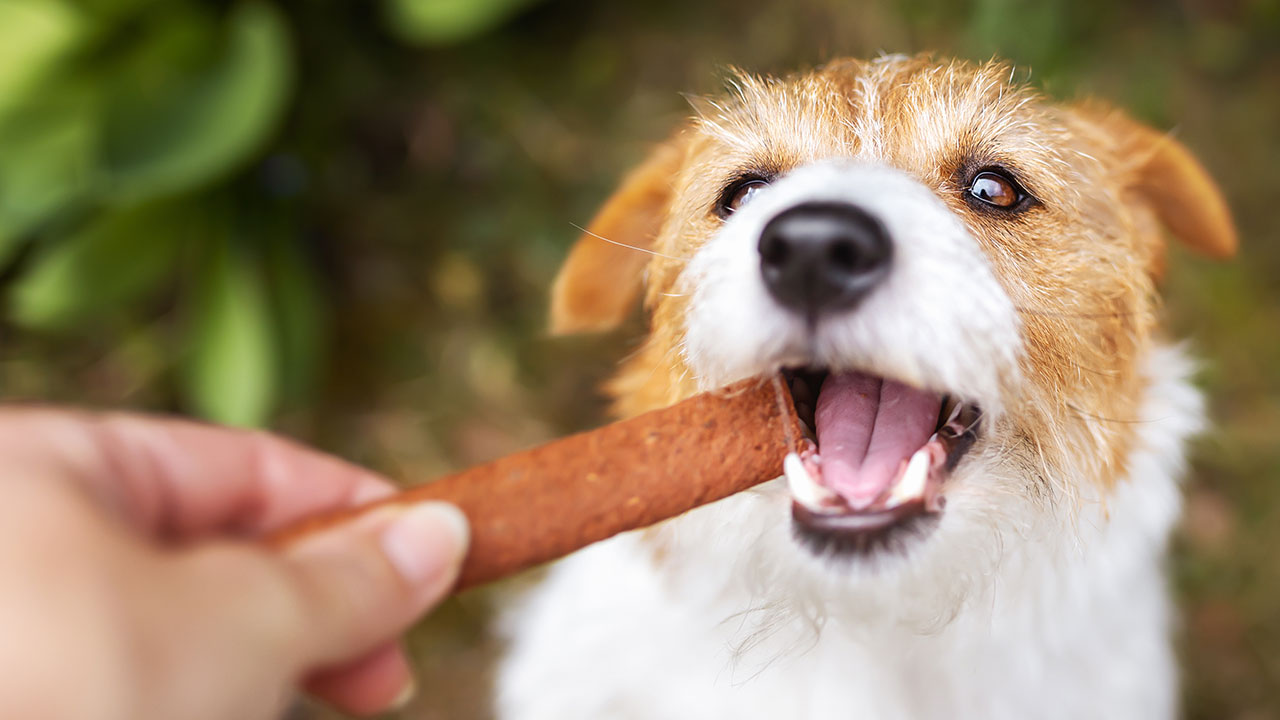 Las mejores golosinas para mascotas