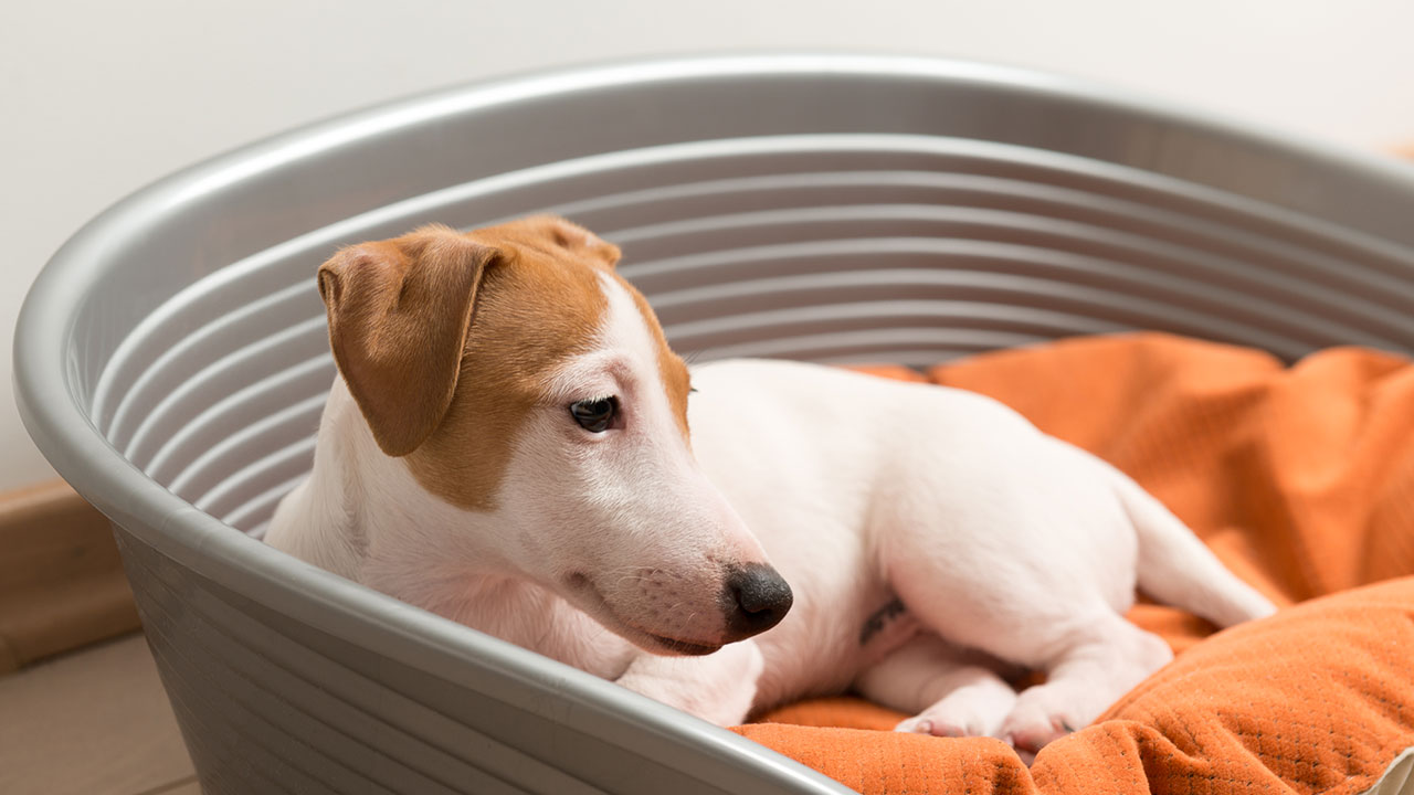 Alergias en mascotas - Causas, síntomas y prevención