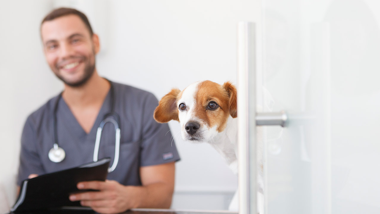Vacunación en mascotas - Todo lo que necesitas saber