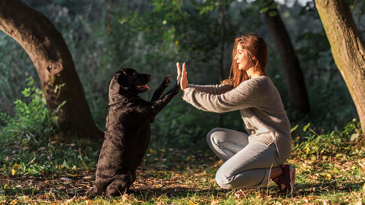 Vivir con mascotas