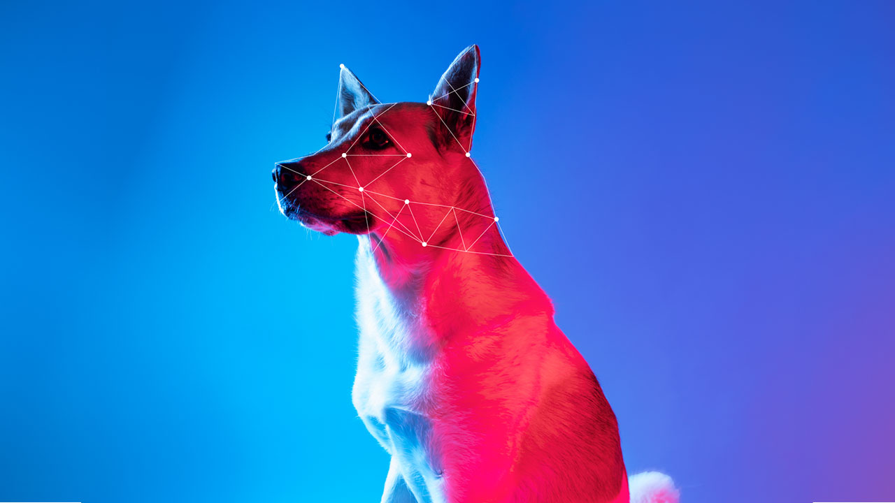 Tecnología para mascotas